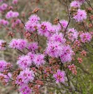 Kunzea parvifolia at Coree, ACT - 20 Oct 2021