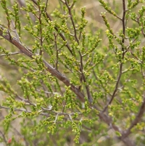 Kunzea parvifolia at Coree, ACT - 20 Oct 2021