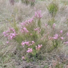 Kunzea parvifolia at Coree, ACT - 20 Oct 2021