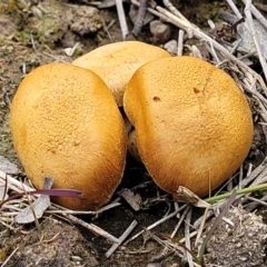 Unverified Cap on a stem; gills below cap [mushrooms or mushroom-like] at Coree, ACT - 20 Oct 2021 by trevorpreston