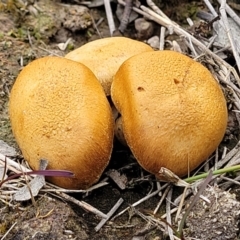 Unidentified Cap on a stem; gills below cap [mushrooms or mushroom-like] (TBC) at Sherwood Forest - 20 Oct 2021 by tpreston