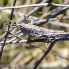 Coryphistes ruricola (Bark-mimicking Grasshopper) at Namadgi National Park - 9 Oct 2021 by SWishart