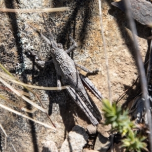 Coryphistes ruricola at Booth, ACT - 9 Oct 2021 11:25 AM