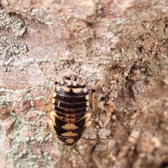 Robshelfordia simplex (Shelford's Western Cockroach) at Coree, ACT - 20 Oct 2021 by tpreston
