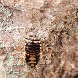 Robshelfordia simplex at Coree, ACT - 20 Oct 2021