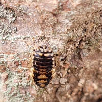 Robshelfordia simplex (Shelford's Western Cockroach) at Coree, ACT - 20 Oct 2021 by trevorpreston