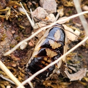 Robshelfordia simplex at Coree, ACT - 20 Oct 2021