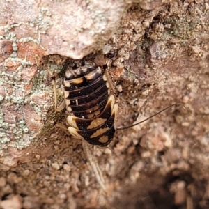 Robshelfordia simplex at Coree, ACT - 20 Oct 2021