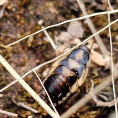 Robshelfordia simplex at Coree, ACT - 20 Oct 2021