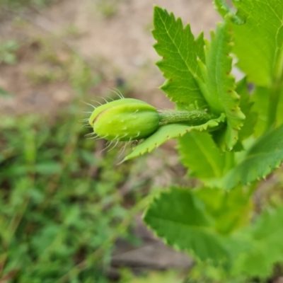 Papaver somniferum subsp. setigerum (Opium Poppy) at O'Malley, ACT - 19 Oct 2021 by Mike