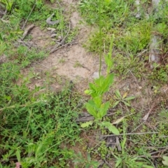 Papaver somniferum subsp. setigerum at O'Malley, ACT - 20 Oct 2021