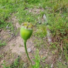 Papaver somniferum subsp. setigerum at O'Malley, ACT - 20 Oct 2021 10:46 AM