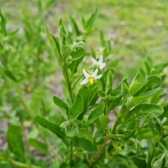 Solanum chenopodioides (Whitetip Nightshade) at Mount Mugga Mugga - 19 Oct 2021 by Mike