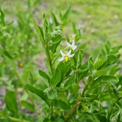 Solanum chenopodioides (Whitetip Nightshade) at O'Malley, ACT - 19 Oct 2021 by Mike