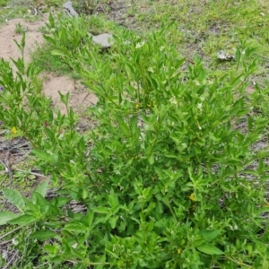 Solanum chenopodioides at O'Malley, ACT - 20 Oct 2021