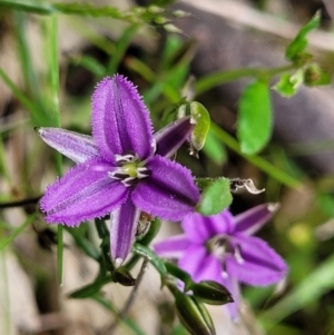 Thysanotus patersonii at Coree, ACT - 20 Oct 2021 12:19 PM