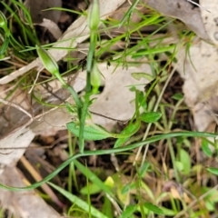 Thysanotus patersonii at Coree, ACT - 20 Oct 2021