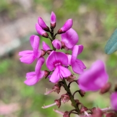 Indigofera australis subsp. australis (Australian Indigo) at Coree, ACT - 20 Oct 2021 by tpreston