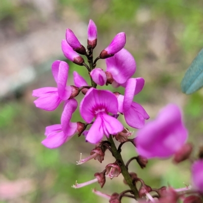 Indigofera australis subsp. australis (Australian Indigo) at Coree, ACT - 20 Oct 2021 by trevorpreston