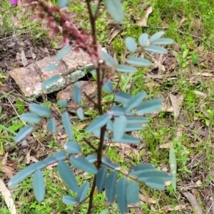 Indigofera australis subsp. australis at Coree, ACT - 20 Oct 2021 12:17 PM