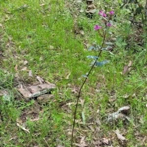 Indigofera australis subsp. australis at Coree, ACT - 20 Oct 2021 12:17 PM