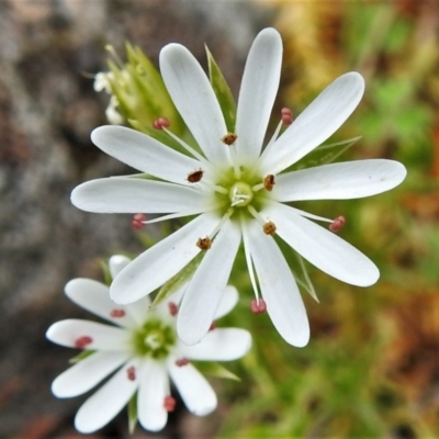 Stellaria pungens (Prickly Starwort) at Molonglo Valley, ACT - 19 Oct 2021 by JohnBundock