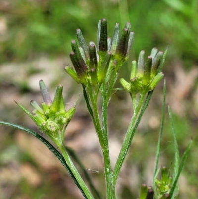 Senecio phelleus (Rock Fireweed) at Coree, ACT - 20 Oct 2021 by trevorpreston