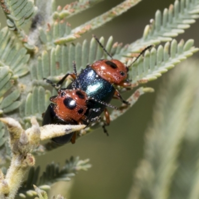 Calomela moorei (Acacia Leaf Beetle) at The Pinnacle - 17 Oct 2021 by AlisonMilton