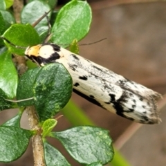 Philobota lysizona (A concealer moth) at Coree, ACT - 20 Oct 2021 by tpreston