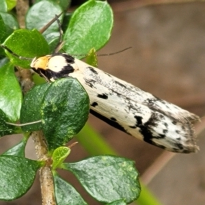 Philobota lysizona at Coree, ACT - 20 Oct 2021