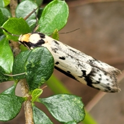 Philobota lysizona (A concealer moth) at Sherwood Forest - 20 Oct 2021 by tpreston