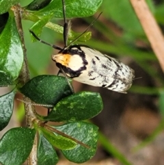 Philobota lysizona at Coree, ACT - 20 Oct 2021