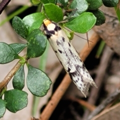 Philobota lysizona at Coree, ACT - 20 Oct 2021