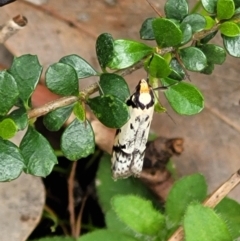 Philobota lysizona at Coree, ACT - 20 Oct 2021