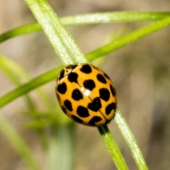 Harmonia conformis (Common Spotted Ladybird) at The Pinnacle - 17 Oct 2021 by AlisonMilton