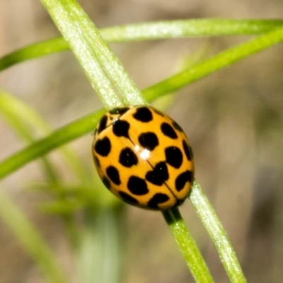 Harmonia conformis (Common Spotted Ladybird) at Hawker, ACT - 17 Oct 2021 by AlisonMilton