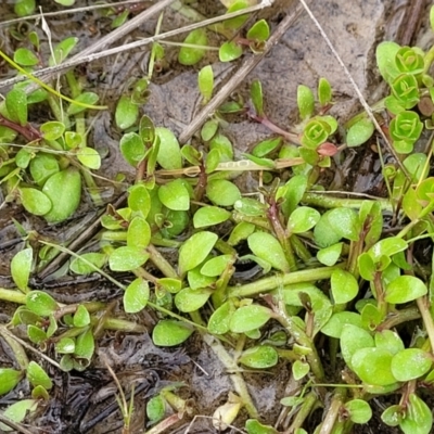 Isotoma fluviatilis subsp. australis (Swamp Isotome) at Coree, ACT - 20 Oct 2021 by tpreston