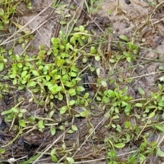 Isotoma fluviatilis subsp. australis at Coree, ACT - 20 Oct 2021