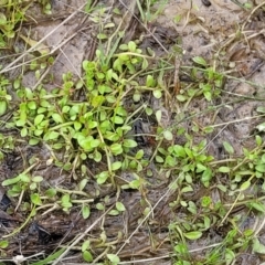 Isotoma fluviatilis subsp. australis at Coree, ACT - 20 Oct 2021 12:02 PM