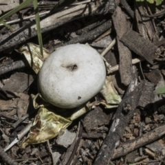 Geastrum sp. (genus) (An earthstar) at Hawker, ACT - 17 Oct 2021 by AlisonMilton