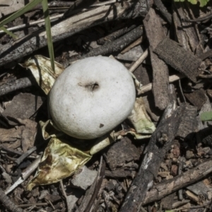 Geastrum sp. at Hawker, ACT - 17 Oct 2021