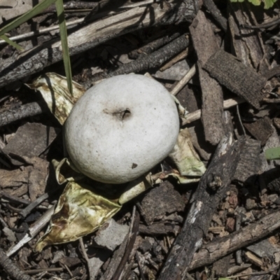 Geastrum sp. (genus) (An earthstar) at Hawker, ACT - 17 Oct 2021 by AlisonMilton