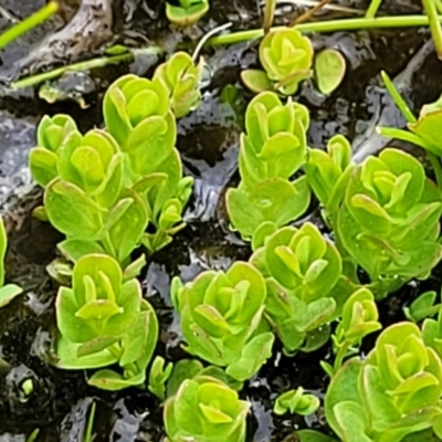 Unverified Other Wildflower or Herb at Coree, ACT - 20 Oct 2021 by trevorpreston