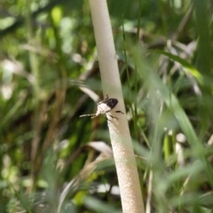 Oudemansiella 'radicata group' (Rooting shank) at The Pinnacle - 17 Oct 2021 by AlisonMilton