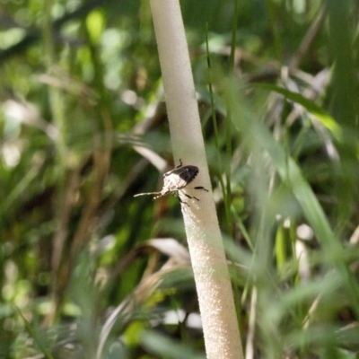 Oudemansiella 'radicata group' (Rooting shank) at Hawker, ACT - 17 Oct 2021 by AlisonMilton