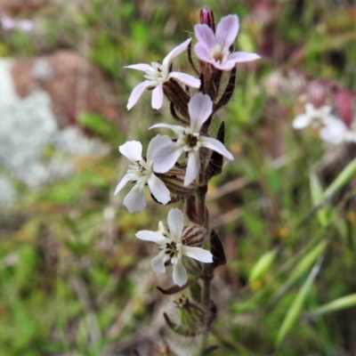 Silene gallica var. gallica (French Catchfly) at Molonglo Valley, ACT - 19 Oct 2021 by JohnBundock