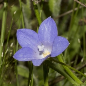 Wahlenbergia planiflora at Hawker, ACT - 22 Oct 2021