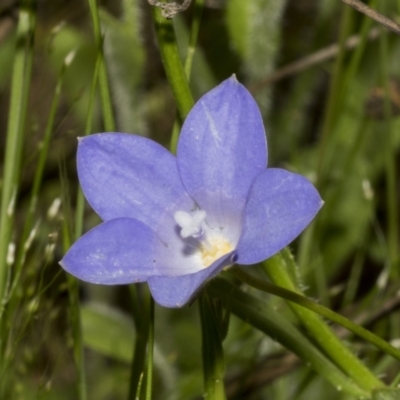 Wahlenbergia planiflora at Hawker, ACT - 22 Oct 2021 by AlisonMilton