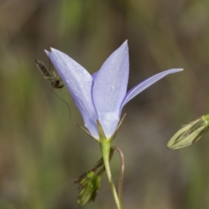 Wahlenbergia planiflora at Hawker, ACT - 22 Oct 2021