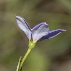 Wahlenbergia planiflora at Hawker, ACT - 22 Oct 2021 11:25 AM